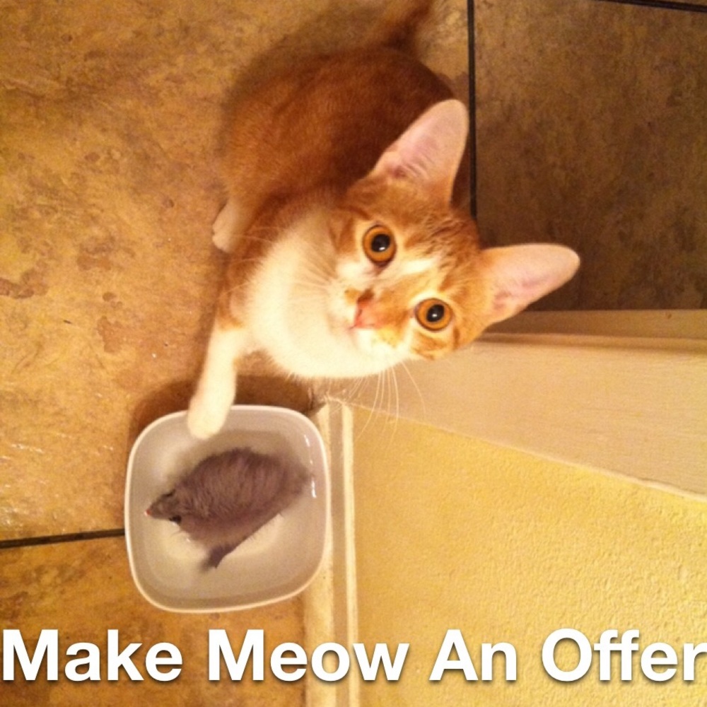 😻 OFFERS ACCEPTED 😻